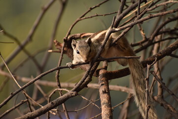 Indian palm squirrel on tree branch