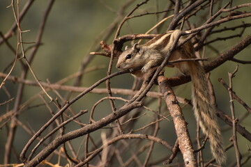 Squirrel on tree branch.High quality picture with selective focus on Indian palm squirrel