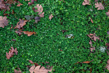 Looking down on a dense mat of green clover, edged with dew, dry oak leaves scattered across the vivid green, a natural background texture.