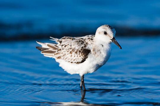 ミユビシギ幼鳥 (Sanderling)