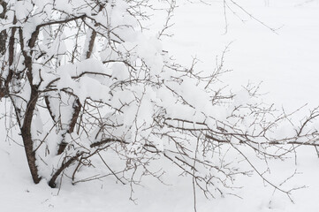 Tree branches covered in snow, April 2022