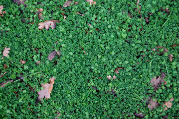 Looking down on a dense mat of green clover, edged with dew, dry oak leaves scattered across the vivid green, a natural background texture.