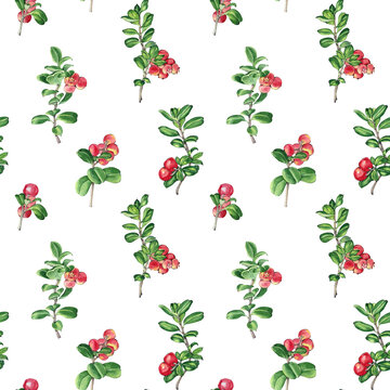 Watercolor red foxberry seamless pattern. Isolated  illustrations on white background. Hand drawn painting
