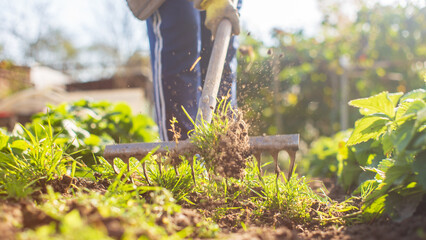 Preparing an agricultural field for planting seasonal vegetables and fruits in spring. Garden seasonal work concept