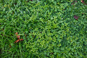 A natural background texture of tiny green leaves, a dry oak leaf, and blades of grass.