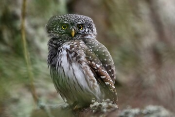Eurasian pygmy owl in the forest scenery