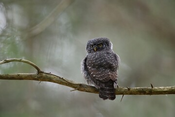 Eurasian pygmy owl on a branch in the forest scenery