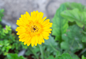 
yellow flowers in front of the house