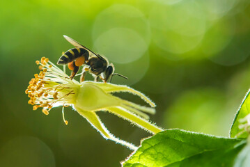 Cute little bee is collecting honey
