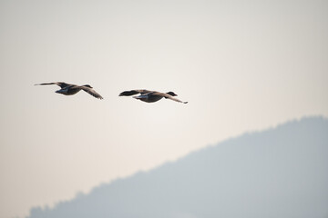 A couple of greylag geese in flight