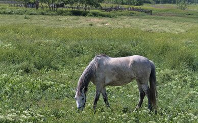 Fototapeta premium A beautiful gray-white horse on a green meadow eats grass. Picturesque rural landscape. a big, strong, hardy horse. Odessa region. 281 days before the russian invasion of Ukraine.