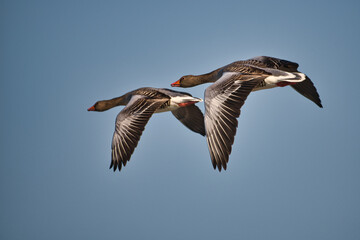 Fototapeta na wymiar A couple of greylag geese in flight