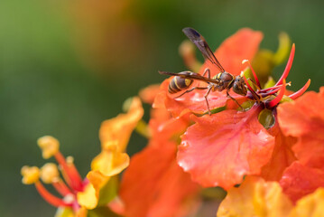ittle bee collecting honey in the flower bush