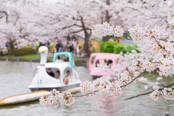 【東京都】上野 不忍池と桜