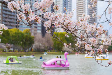 【東京都】上野 不忍池と桜