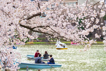 【東京都】上野 不忍池と満開の桜