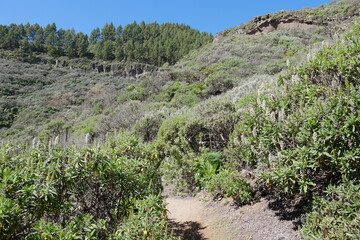 Blühende Berglandschaft bei Valsequillo auf Gran Canaria