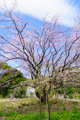六義園の枝垂れ桜