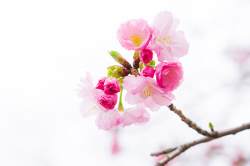 【春イメージ】桜