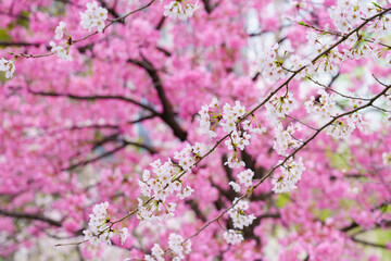 【春イメージ】桜