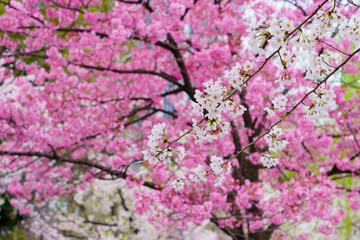 【春イメージ】桜