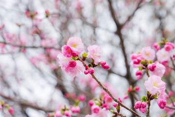 【春イメージ】桜