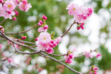 Fototapeta na wymiar 【春イメージ】桜