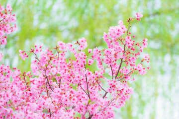 【春イメージ】桜