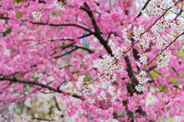 【春イメージ】桜