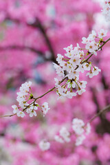 【春イメージ】桜