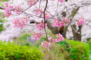 【春イメージ】桜