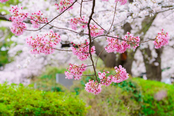【春イメージ】桜