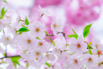 【春イメージ】桜