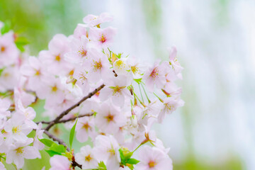 【春イメージ】桜