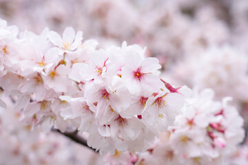 【春イメージ】桜