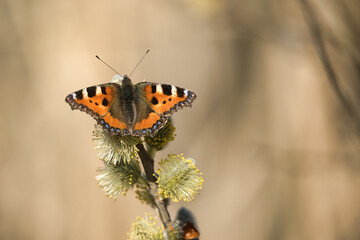 Fototapeta na wymiar Butterfly on flowering pussy willow