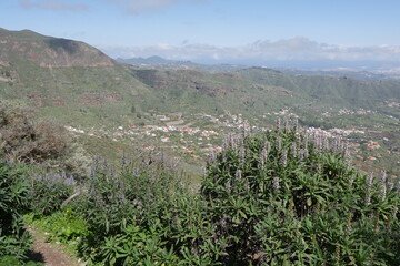 Blühende Berglandschaft auf Gran Canaria