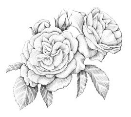 Pencil drawing. Isolated image of a rose on a white background.