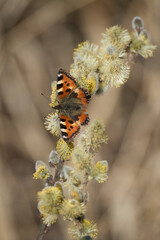 Butterfly on flowering pussy willow