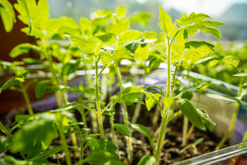 Small tomato seedlings in pots on the windowsill by the window. Close-up. Selective focus. Background.