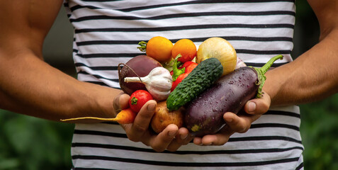 Organic vegetables. Farmers hands with freshly harvested vegetables.