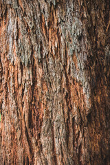 real wood texture