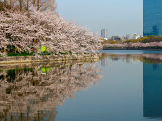 大阪城公園の桜並木とお堀