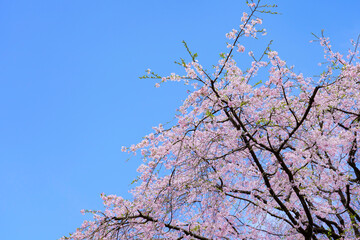 六義園の枝垂れ桜