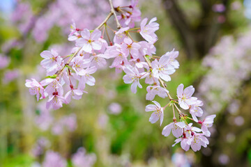六義園の枝垂れ桜