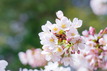 桜
