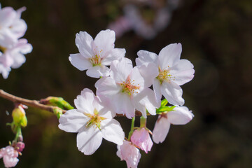 桜
