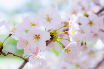 桜