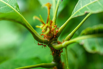 Red ants help each other find food.