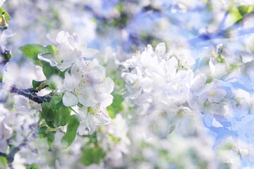 Obraz premium Beautiful spring collage. Blooming apple trees in the orchard. White flowers and green leaves on the branches 